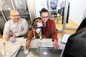 Dogs at work