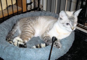 Someone to love: Angel