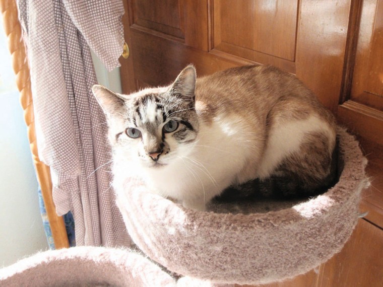 Pet of the Week: Little Buddy