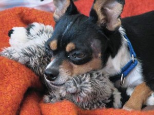 Pet of the Week (10/28) 