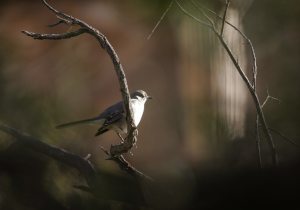 bird watching