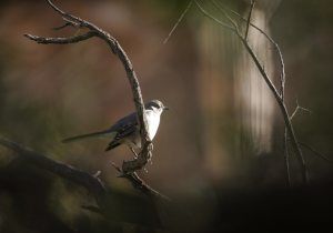 bird watching