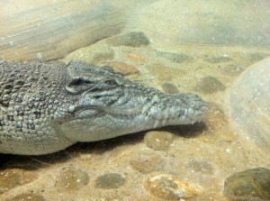 Saltwater crocodile