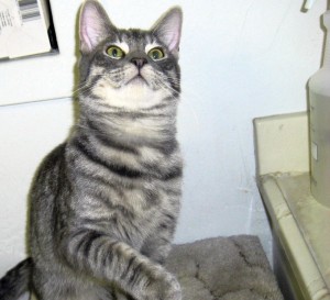 Pet of the Week: Gage
