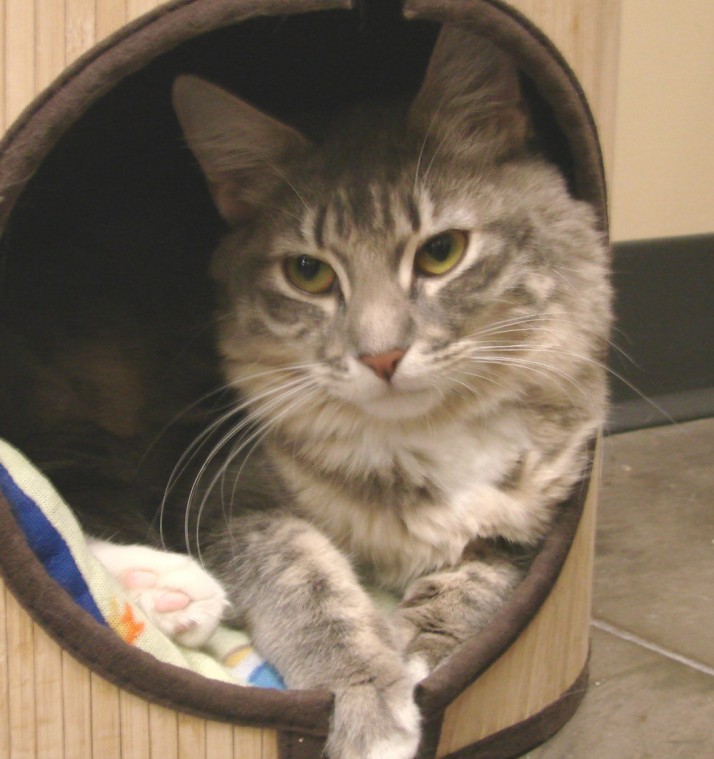 afn.053012.tukeetalk.cats.submitted2.jpg