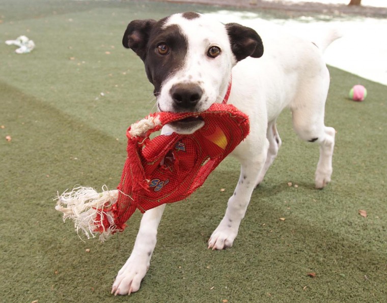 animalwelfare.001.dw.04222011.jpg