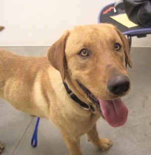 Pet of the Week: Harley