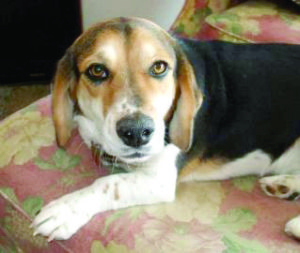 Someone to love: Maverick