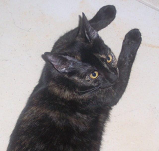 Pet of the Week (11/13) 
