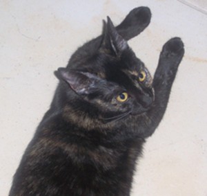 Pet of the Week (11/13) 