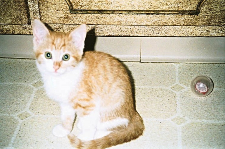 Someone to love: Brandy