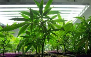 Medical marijuana