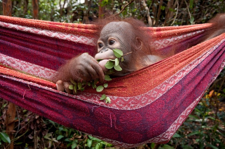 Born To Be Wild
