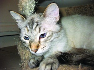 Pet of the Week - Crystal