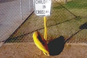 Crosswalk signs have taken a hit