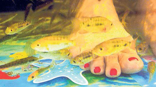 Fish pedicure