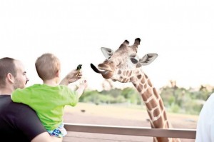 Camp Zoo