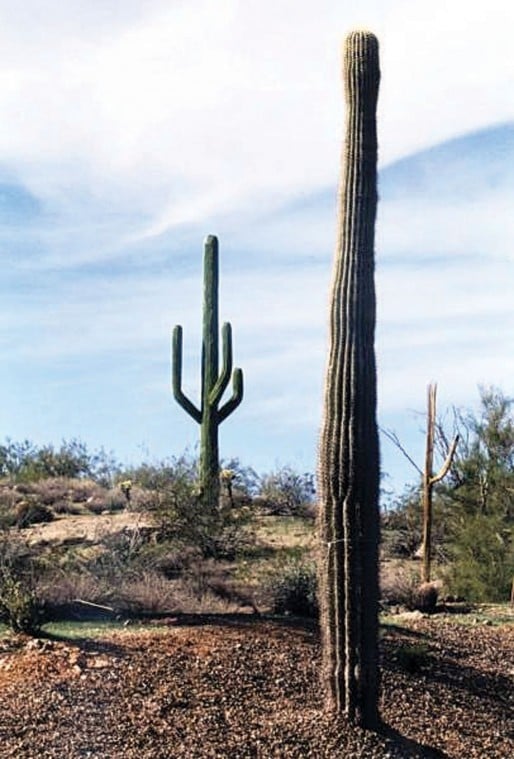 Cell tower disguised as a saguaro cactus
