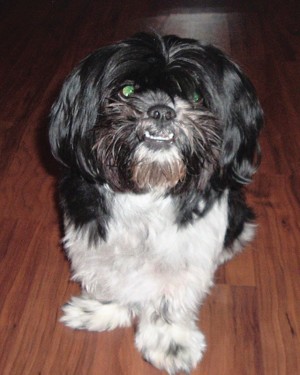 Lakewood family offering reward for lost dog with kidney disorder 