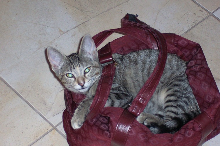 Pet of the Week: Please take me with you!
