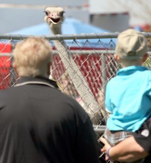 Chandler Ostrich Festival
