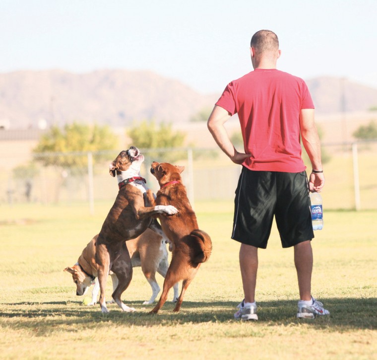 afn.100610.com.dogpark2.jpg