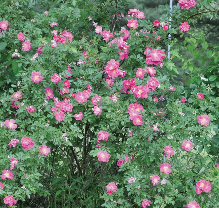 Out, spot: how to combat blackspot on roses 