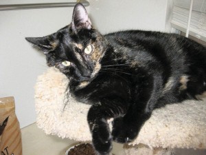 Someone to love: Gypsy