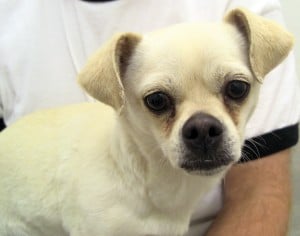 Pet of the Week: Emily