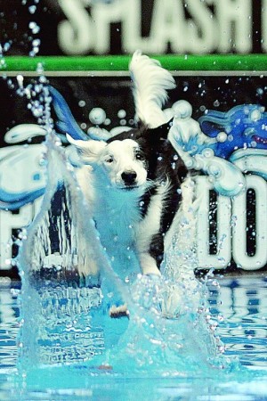 Pet expo