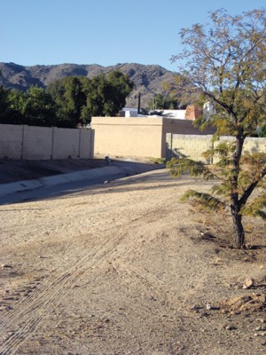 Javelina invade a quiet neighborhood 