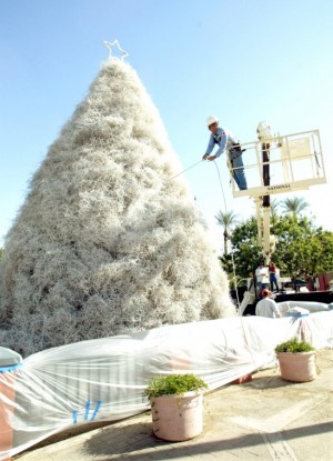 Chandler’s Tumbleweed Tree Lighting Ceremony