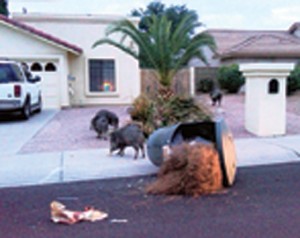 Javelina invade a quiet neighborhood 