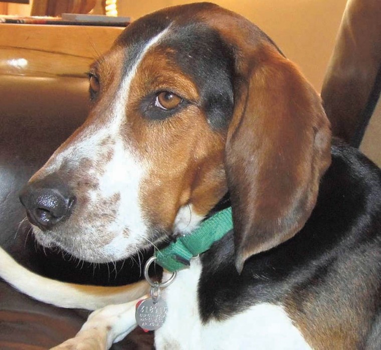 Someone to love: Marshall