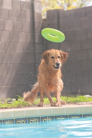 Dock diving: The X-games for dogs 