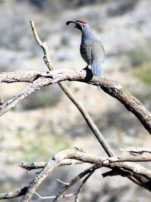Local wildlife photographer has seen – and shot – pretty much everything 