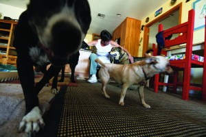 afn.052610.com.petrescue5.jpg