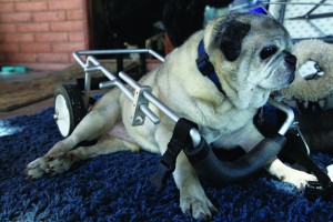 afn.052610.com.petrescue11.jpg