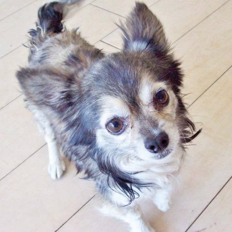 Someone to love: Rocco