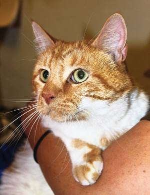 Someone to love: Sparky