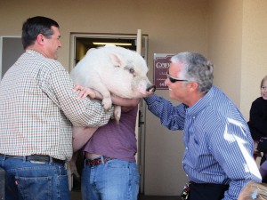 Ron Hawkins kisses a pig