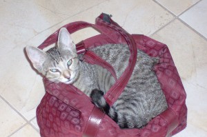 Someone to love: Cactus Cats