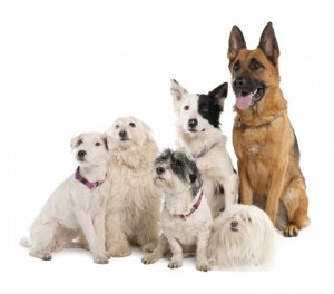 How to integrate multiple dogs into your pack