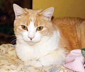 Someone to love: Angel