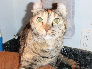 Someone to love: Shirley