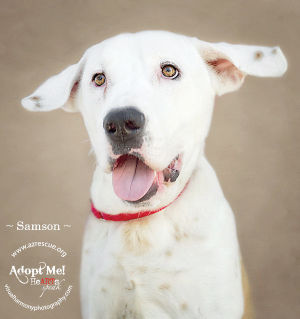 Someone to love: Samson