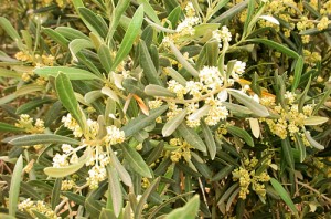 Olive blossoms