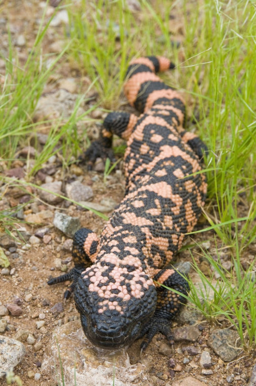 Gila Monster
