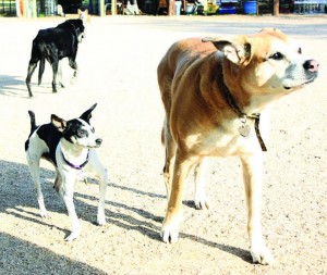 Mingus Manor Animal Sanctuary