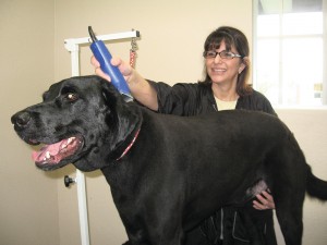The Pawz Spa, northeast of 48th Street and Chandler Boulevard